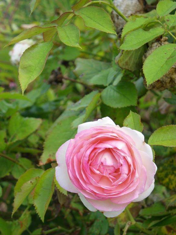 Fleur De Ciel