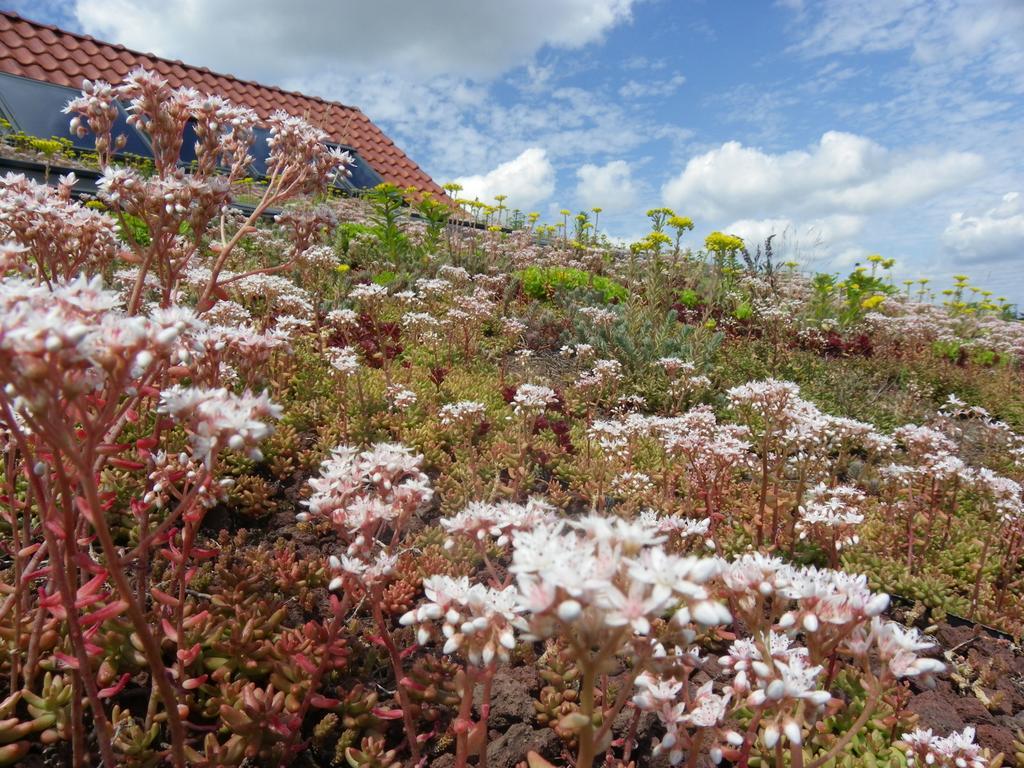 Fleur De Ciel Loos-en-Gohelle